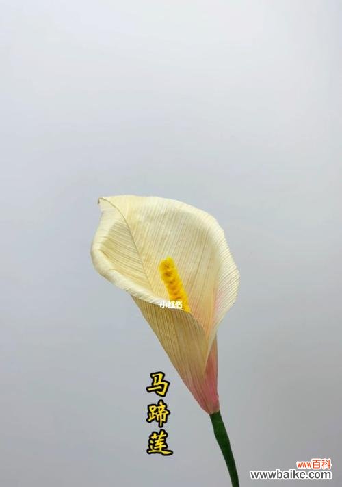 探寻马蹄莲的奥秘,揭开它独特的象征意义 马蹄莲之美——寓意与象征