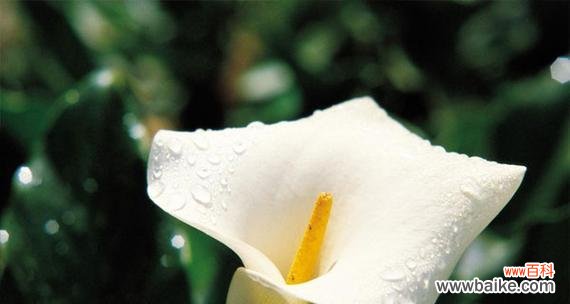 白色马蹄莲的美丽与象征 白色马蹄莲的花语