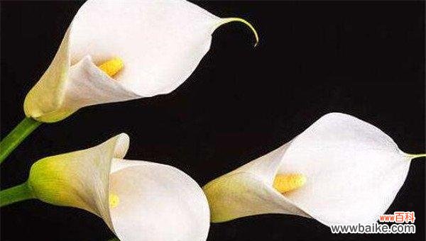 白色马蹄莲的美丽与象征 白色马蹄莲的花语
