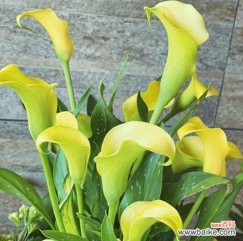 解读马蹄莲花的深层寓意，感悟人生的真谛 探寻马蹄莲花的花语之美