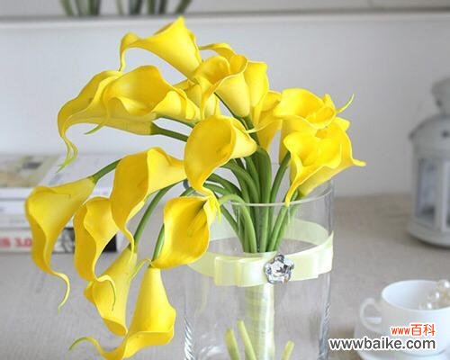 探寻马蹄莲花背后的寓意与价值 马蹄莲花