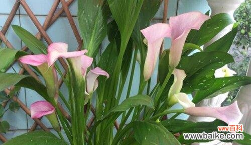 探寻马蹄莲花背后的寓意与价值 马蹄莲花