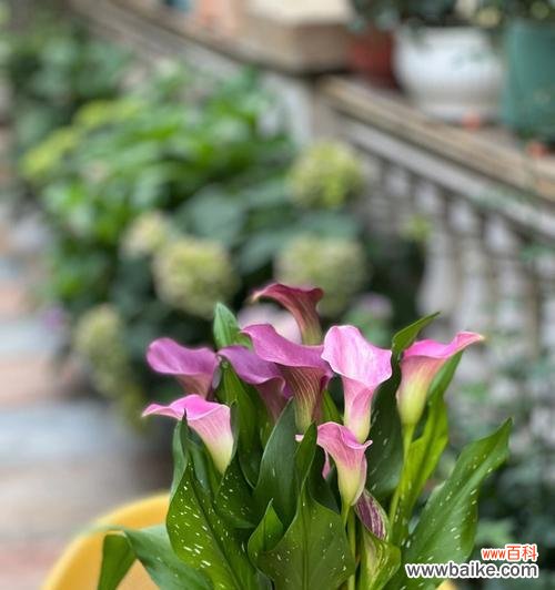 探寻马蹄莲花背后的寓意与价值 马蹄莲花