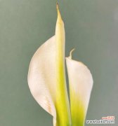 探索花草寓意的世界——以马蹄莲为例 以马蹄莲的寓意与意义