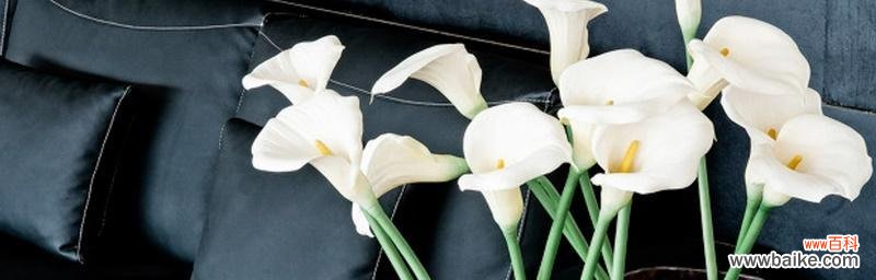 传递爱与希望的花海——马蹄莲花语 马蹄莲花的美好寓意