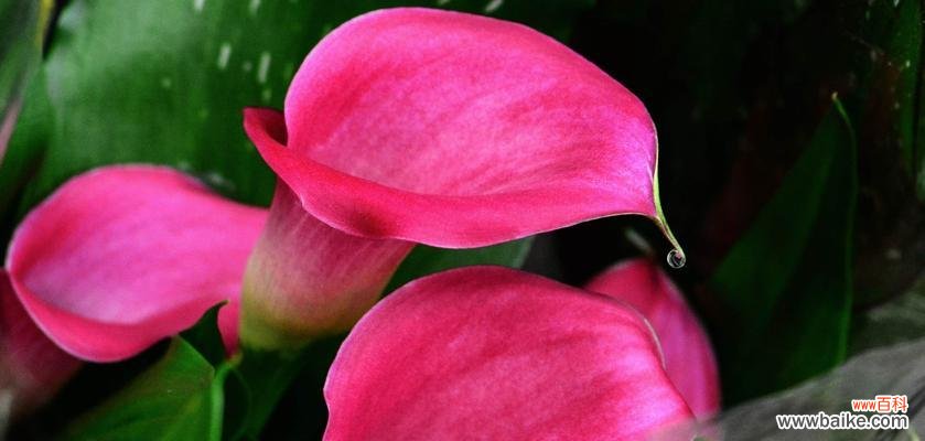 探索马蹄莲之美与启示 马蹄莲的意义与象征