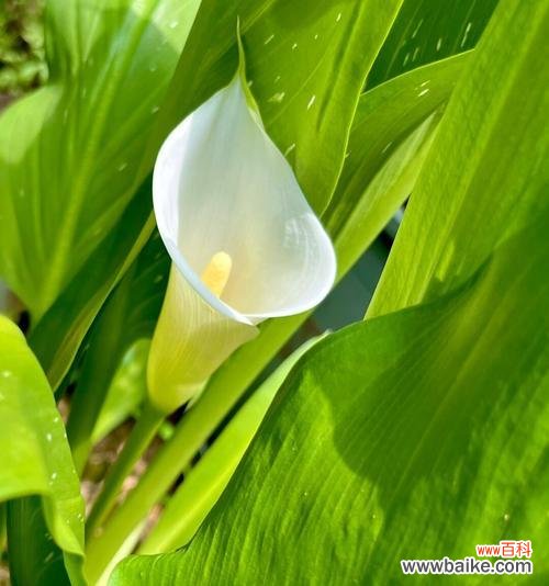 探索马蹄莲之美与启示 马蹄莲的意义与象征