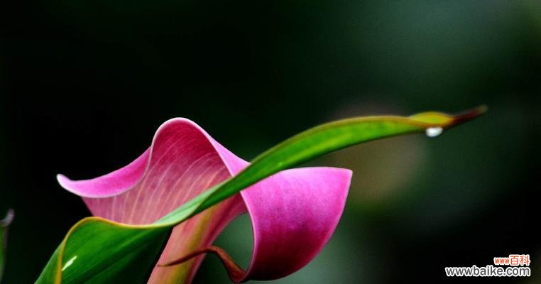 探索马蹄莲之美与启示 马蹄莲的意义与象征