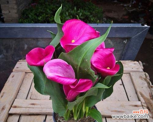 探寻马蹄莲的花语和意义 马蹄莲