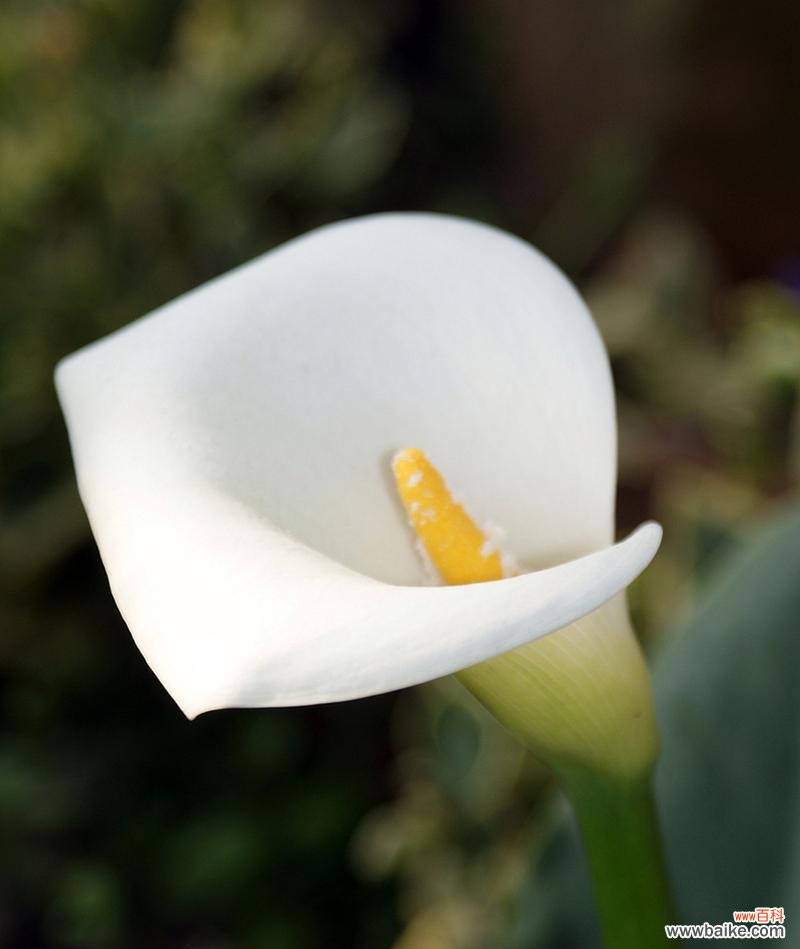 探寻马蹄莲的花语和意义 马蹄莲