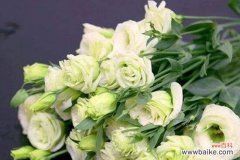 探索不同颜色洋桔梗花所传达的意义 《洋桔梗花语大揭秘》