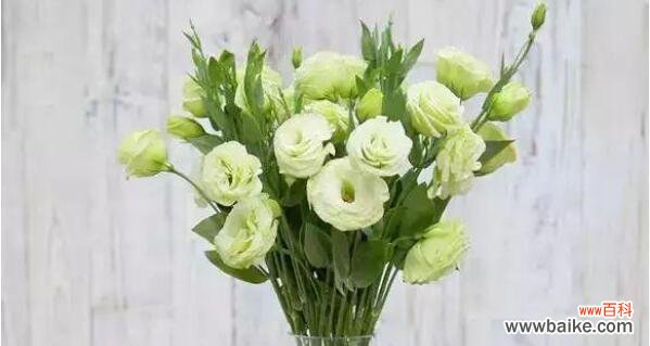 解读洋桔梗的神秘与美丽 洋桔梗的寓意及象征意义