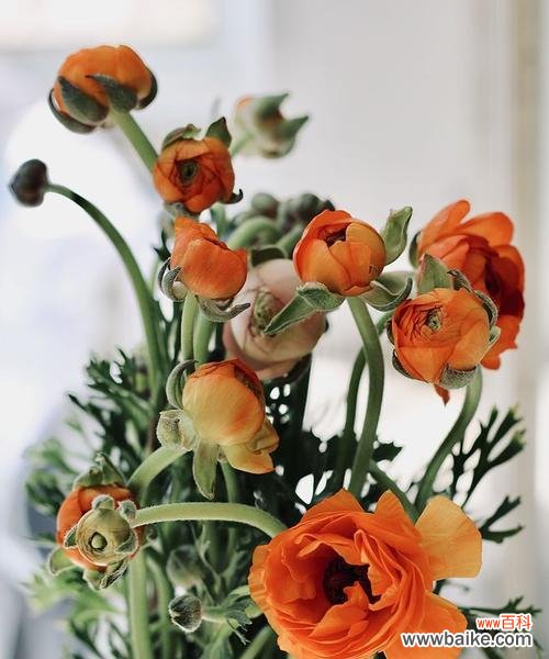 探索花朵中的微妙情感传递 洋牡丹花语与其象征意义