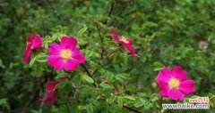 解读野蔷薇花的15种含义 野蔷薇花语与代表意义