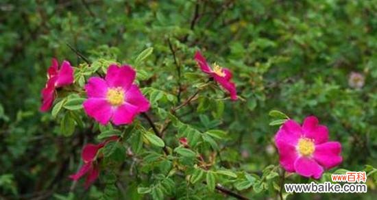 解读野蔷薇花的15种含义 野蔷薇花语与代表意义