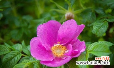 从纯洁到勇敢 野蔷薇之美