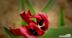 保持纯洁 野生郁金香花语贞操