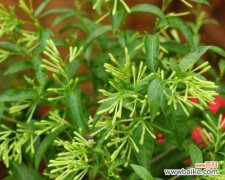 传奇花语浪漫绽放 夜来香的传说