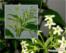 探寻夜来香花语的神秘力量与深邃内涵 夜来香花语之美