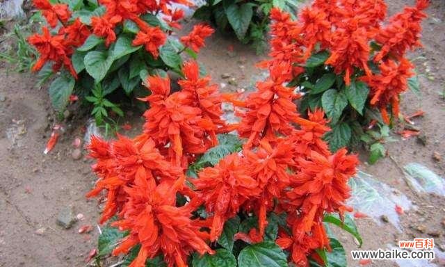 用一串红花述说内心的情感与渴望 红花语