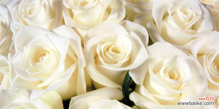 探索白玫瑰的神秘与美丽 一朵白玫瑰的意义与象征