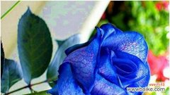 神秘 一朵蓝玫瑰的象征意义