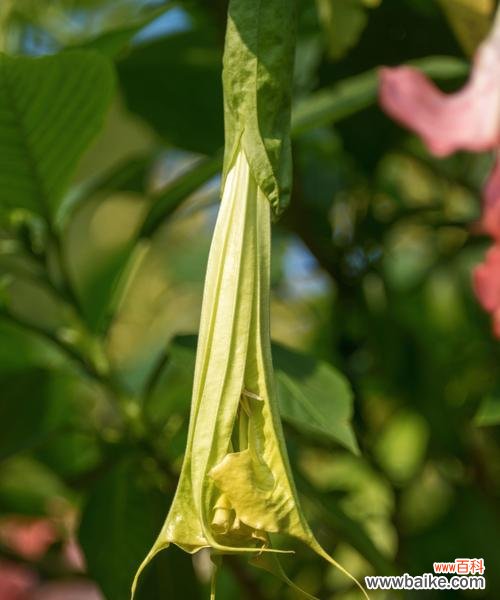 缠萝花语复刻的时间是什么时候？