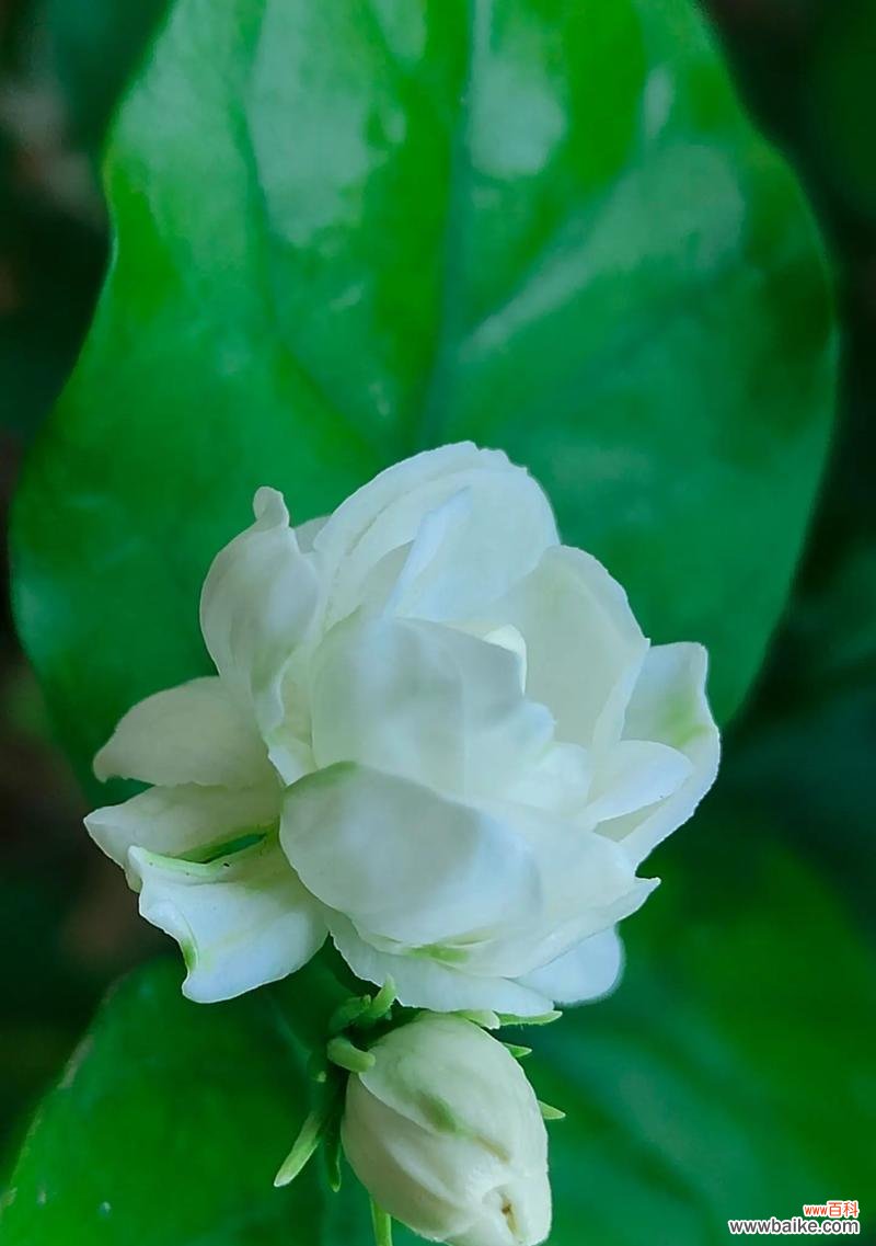 茉莉花的花语有哪些既好听又简单的?