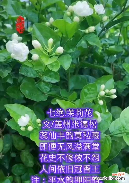 茉莉花的花语有哪些既好听又简单的?
