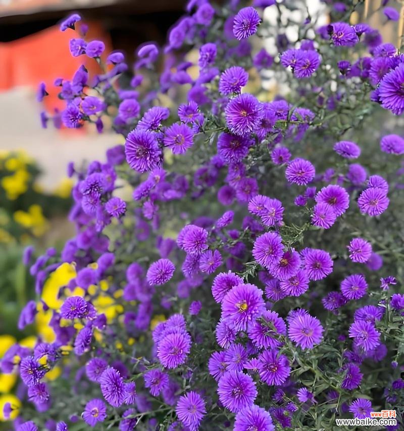 紫宛花语代表什么?