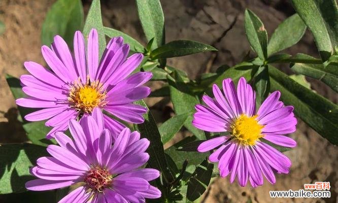 紫宛花语代表什么?