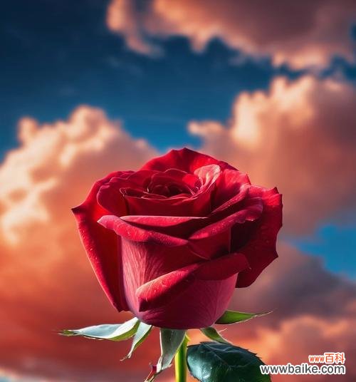 红玫瑰花通常代表什么意义?它在爱情中象征着什么?