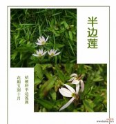 荷花的花语笔记有哪些内容？花语代表什么？