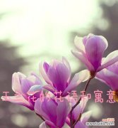 冬天送花的花语有哪些？