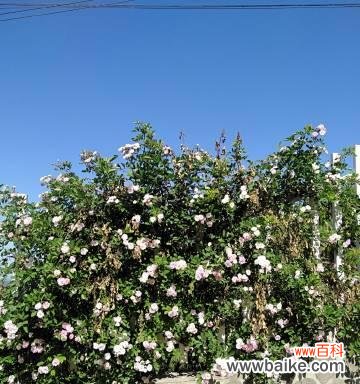 笛花的花语寓意是什么?