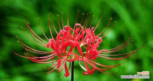 笛花的花语寓意是什么?