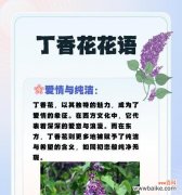 落枫在花语中代表什么？它象征着怎样的情感？