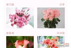 为什么每种花朵都有独特的花语？花语的起源是什么？