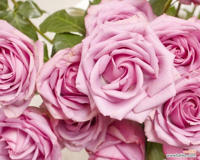 粉玫瑰花语在爱情中象征什么?