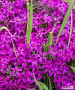 表达对旧爱思念的花语是什么？哪种花代表这种情感？