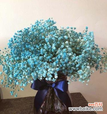 满天星的美丽与意义 满天星花语解读