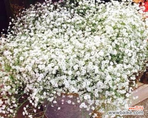 满天星的美丽与意义 满天星花语解读