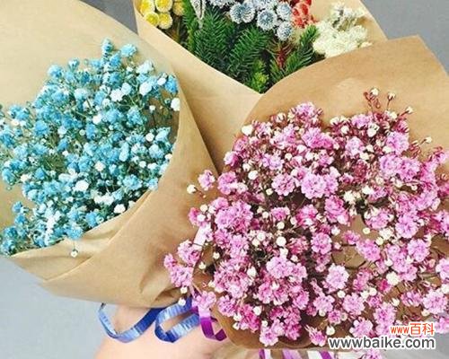 满天星的美丽与意义 满天星花语解读