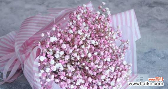 寄托真情,点缀生活 满天星,花语盛开的幸福