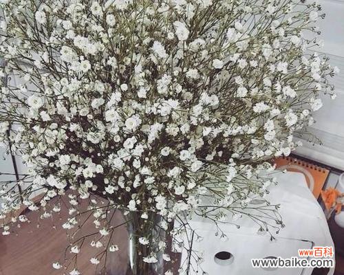 用色彩解读满天星花语 满天星花语之不同颜色的含义