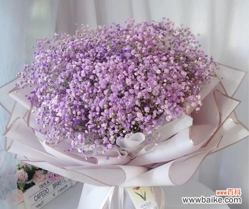 用色彩解读满天星花语 满天星花语之不同颜色的含义