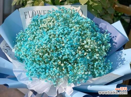 用色彩解读满天星花语 满天星花语之不同颜色的含义