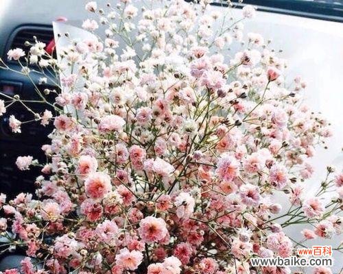 探索满天星花朵背后的寓意 满天星的含义与象征