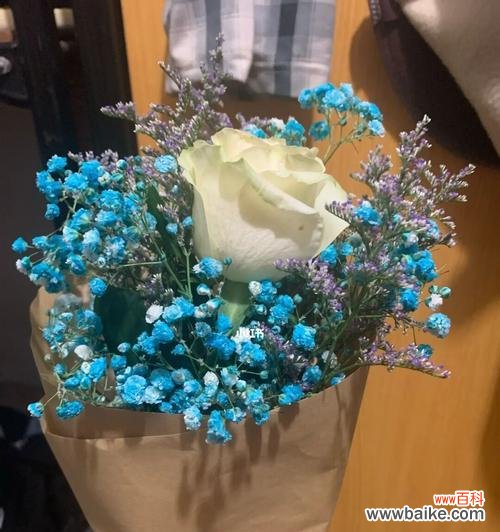 探索满天星花朵背后的寓意 满天星的含义与象征