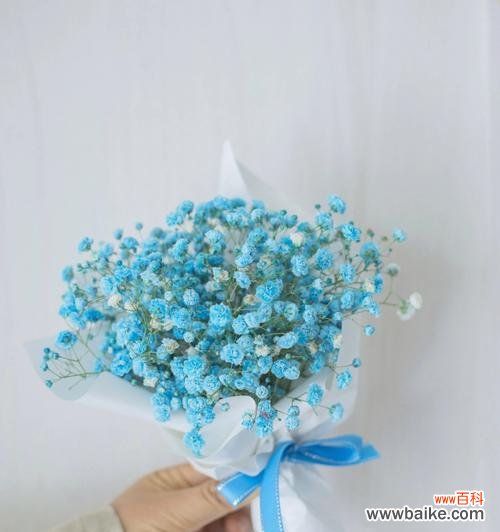 探索满天星花朵背后的寓意 满天星的含义与象征